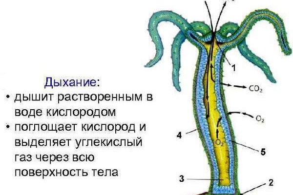 Как зарегистрироваться на кракене из россии